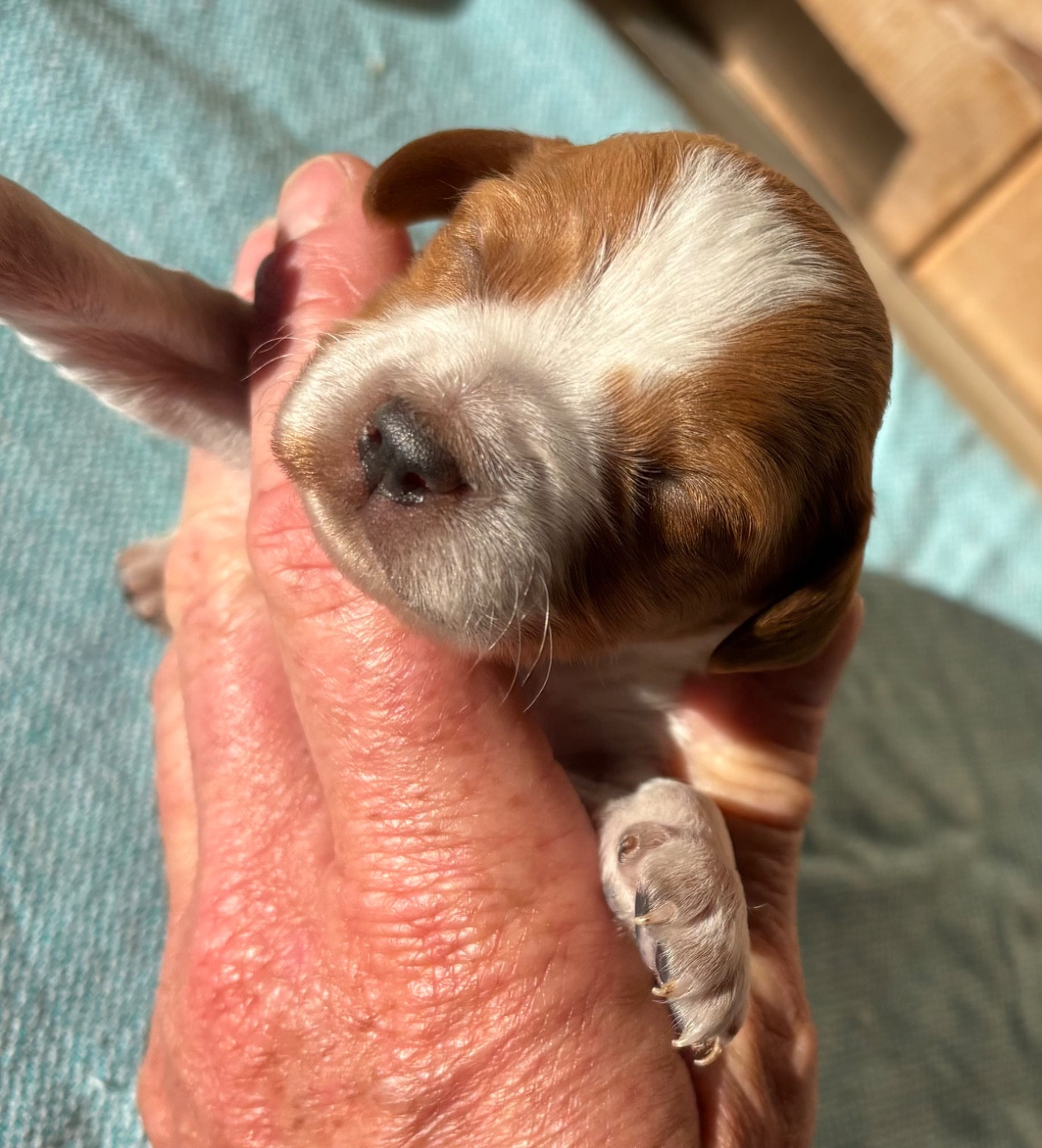 des Etangs de Dame Blanche - Chiots disponibles - Epagneul Breton