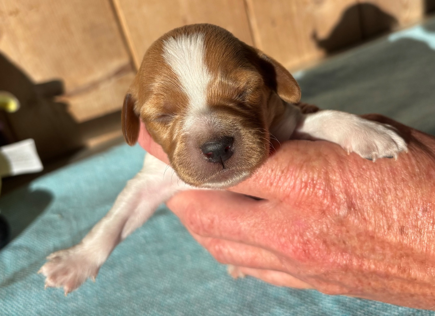 des Etangs de Dame Blanche - Chiots disponibles - Epagneul Breton