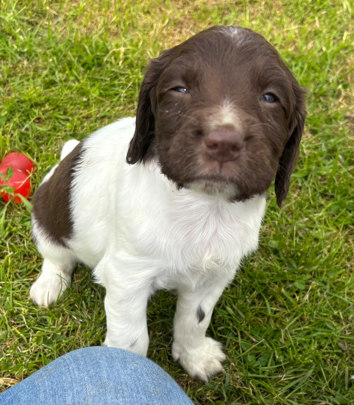 des Etangs de Dame Blanche - Chiots disponibles - English Springer Spaniel