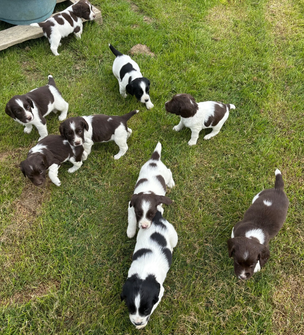 des Etangs de Dame Blanche - English Springer Spaniel - Portée née le 17/03/2026