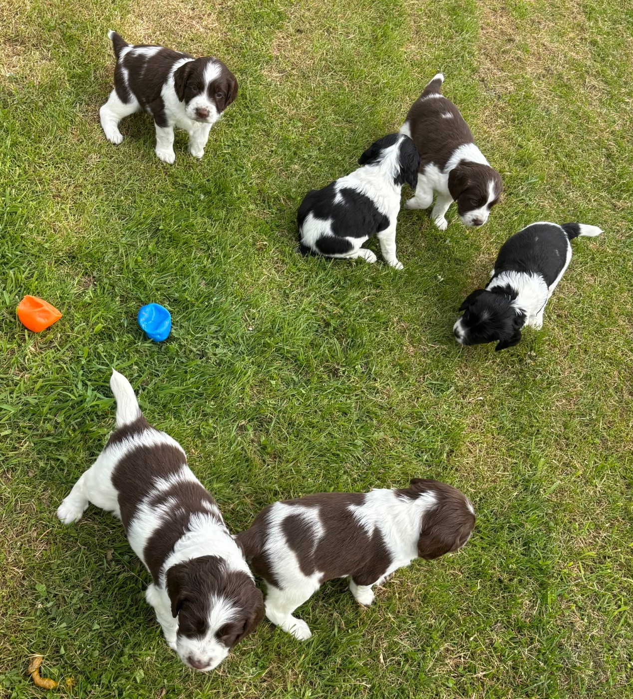 des Etangs de Dame Blanche - English Springer Spaniel - Portée née le 20/03/2026