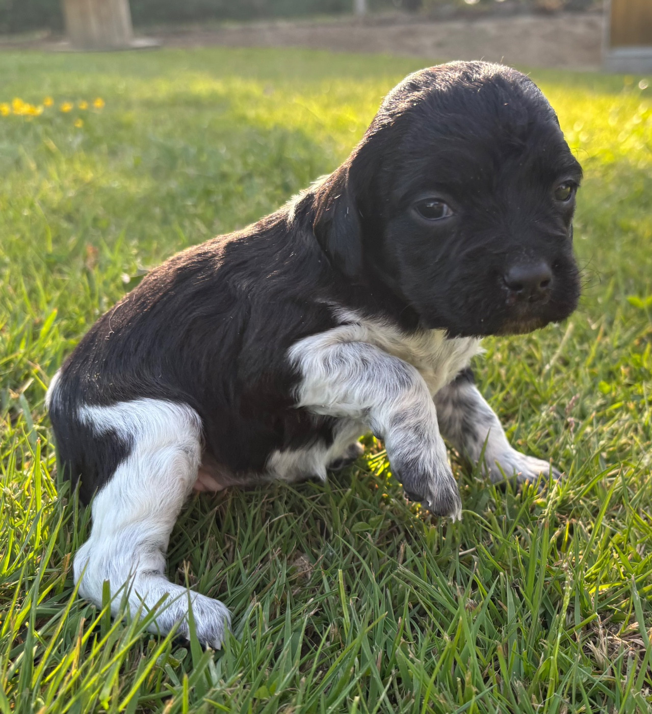des Etangs de Dame Blanche - Chiots disponibles - Epagneul Breton