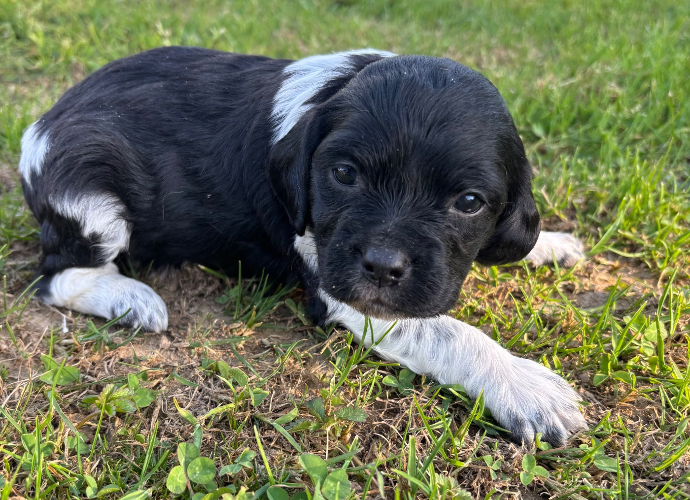 des Etangs de Dame Blanche - Chiots disponibles - Epagneul Breton