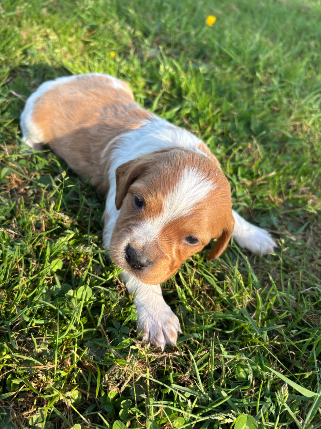 des Etangs de Dame Blanche - Chiots disponibles - Epagneul Breton