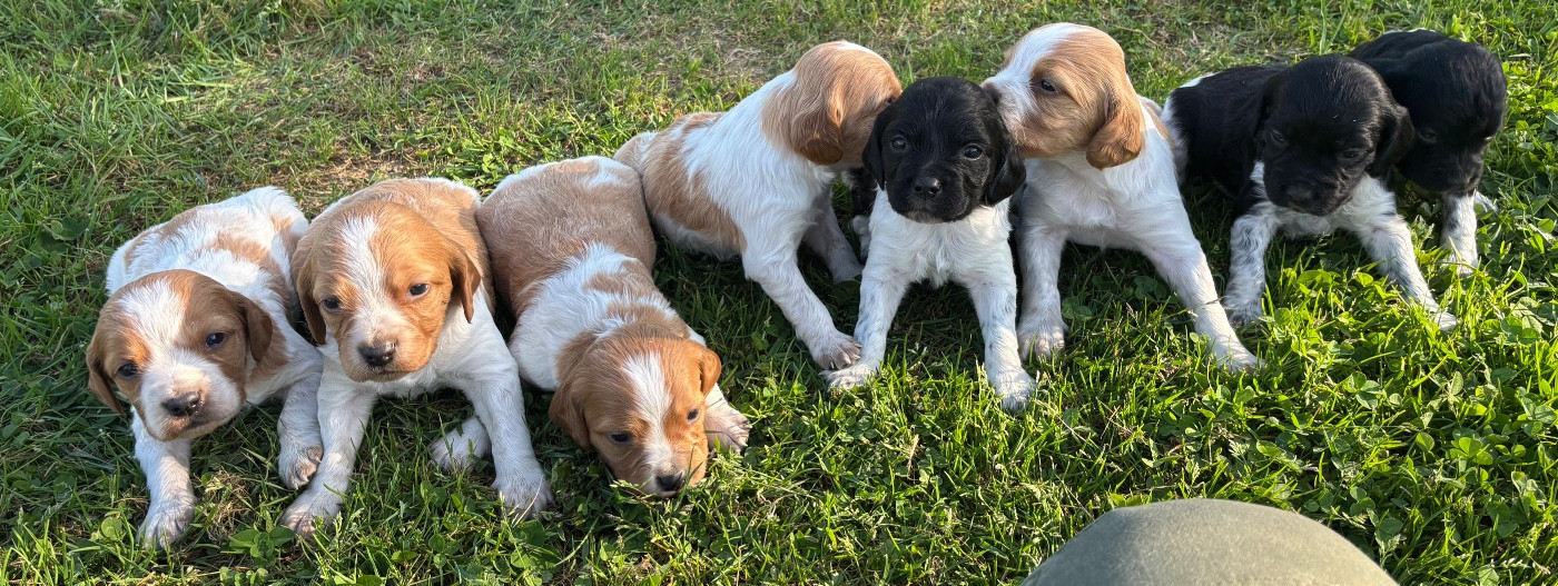Chiot Epagneul Breton des Etangs de Dame Blanche