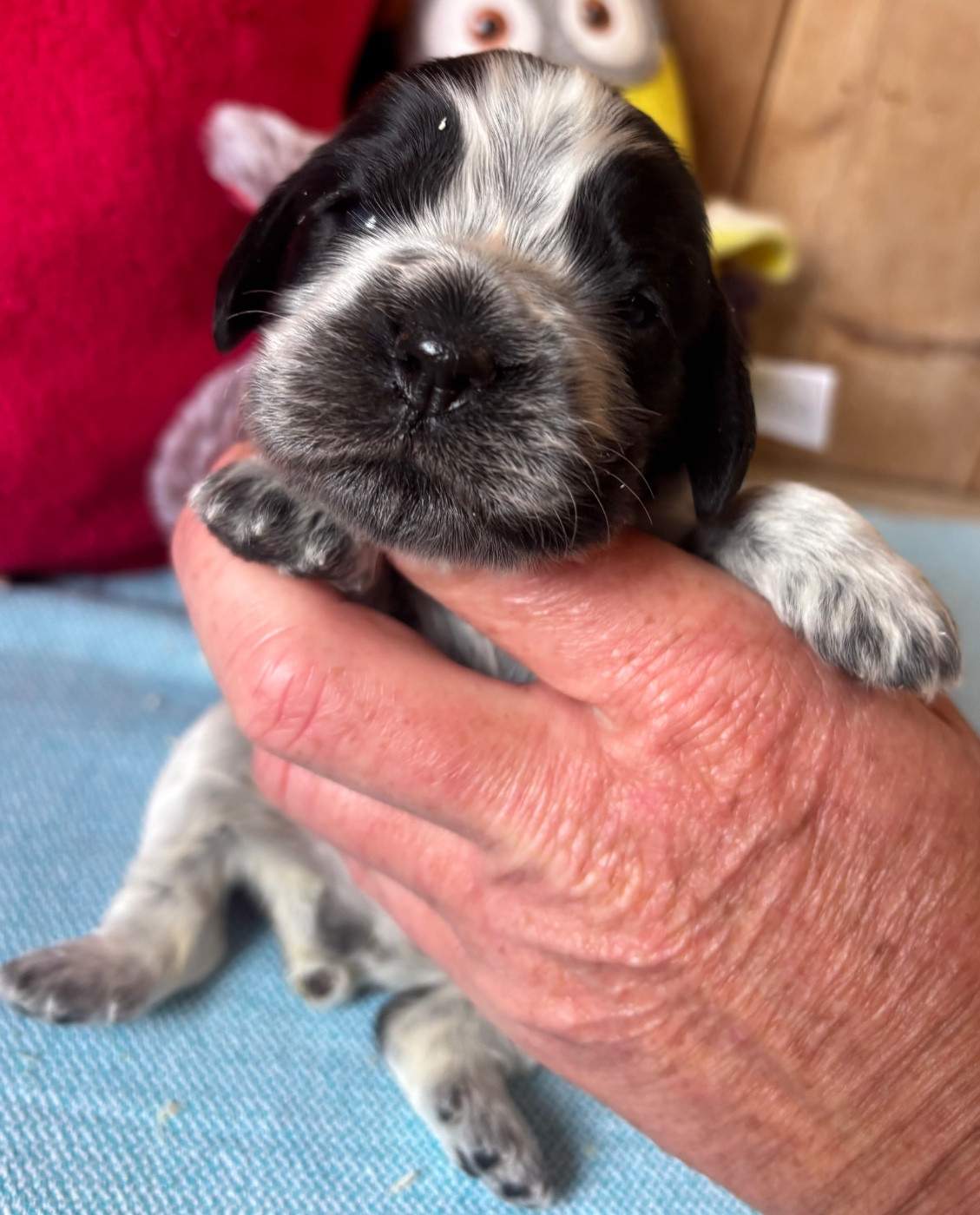 des Etangs de Dame Blanche - Chiots disponibles - Cocker Spaniel Anglais