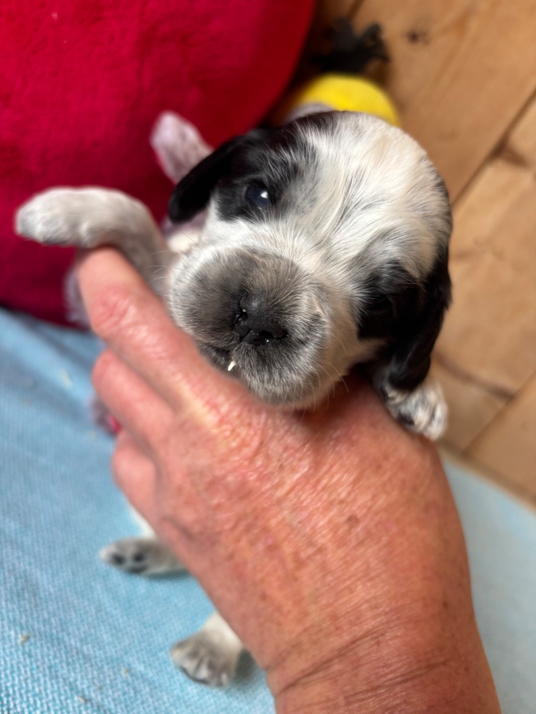 des Etangs de Dame Blanche - Chiots disponibles - Cocker Spaniel Anglais