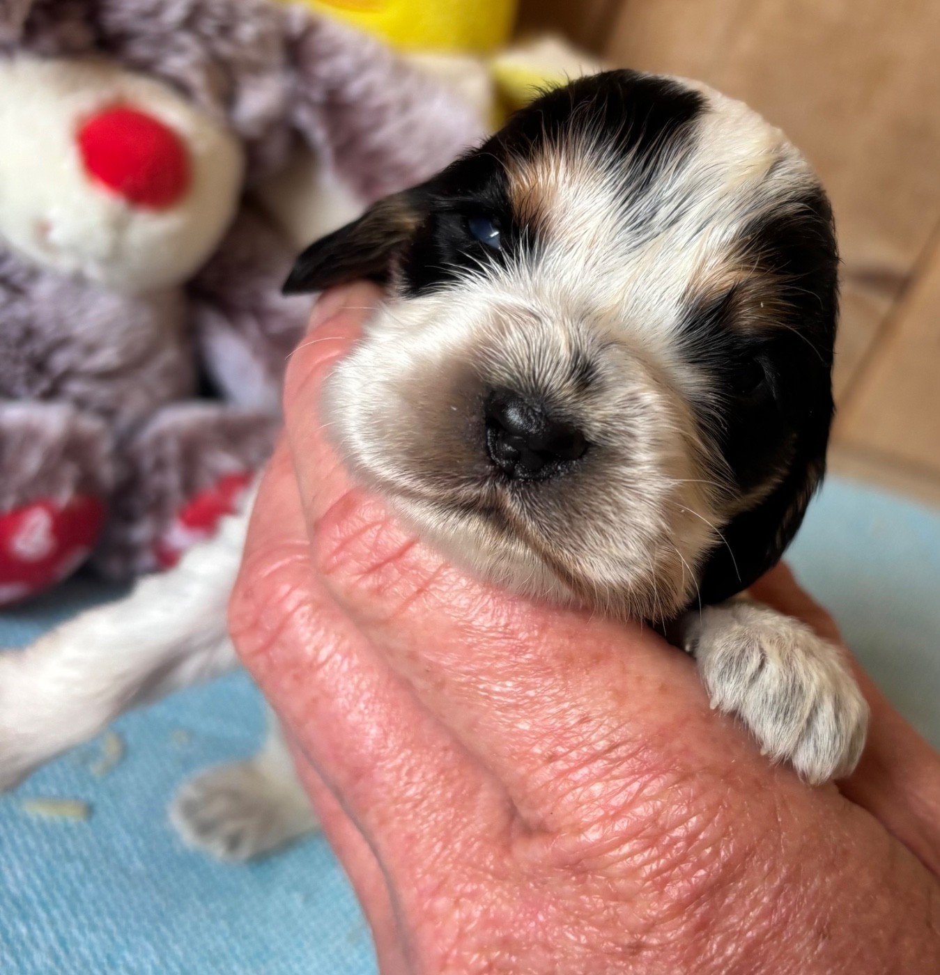 des Etangs de Dame Blanche - Chiots disponibles - Cocker Spaniel Anglais