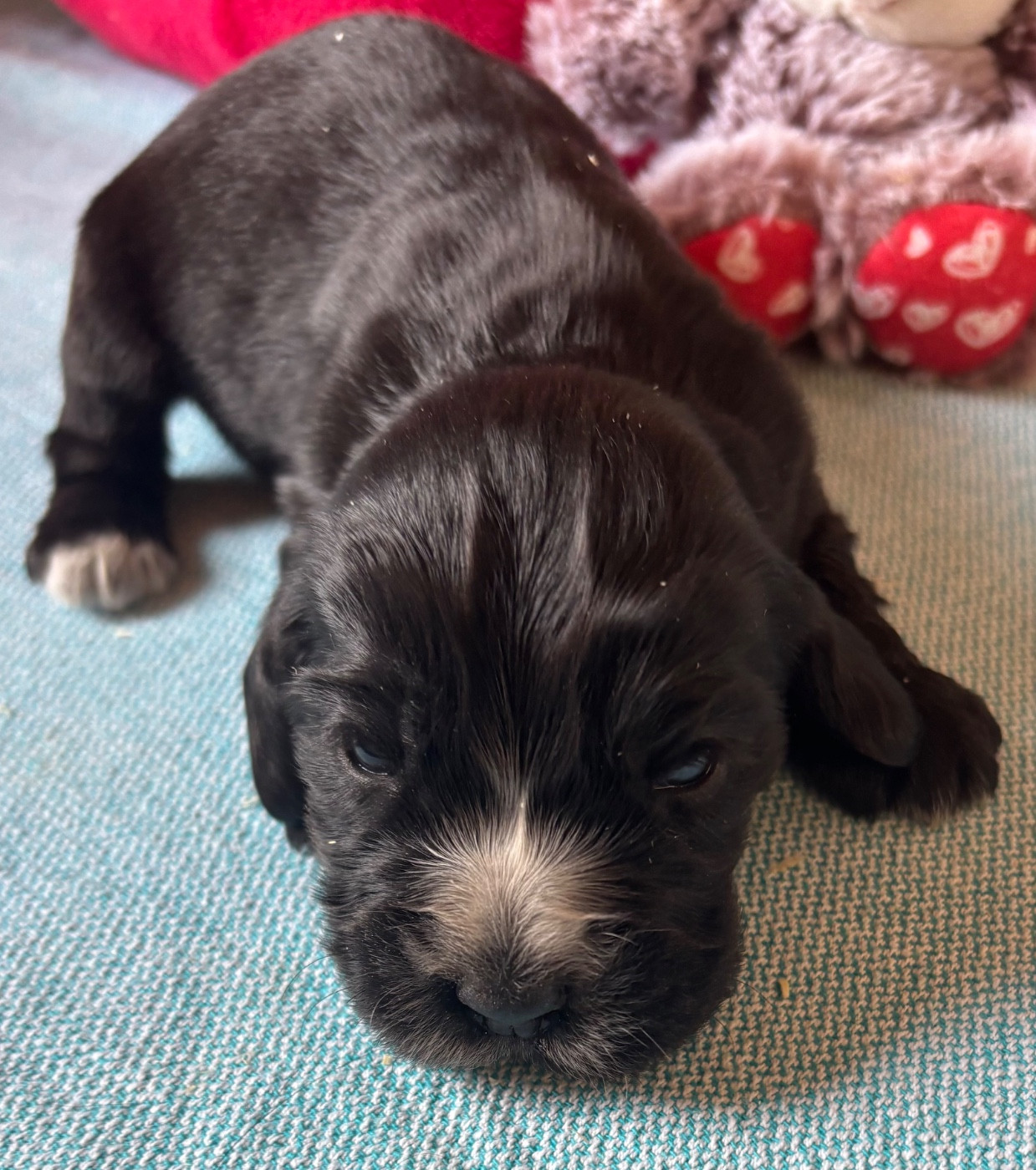 des Etangs de Dame Blanche - Chiots disponibles - Cocker Spaniel Anglais