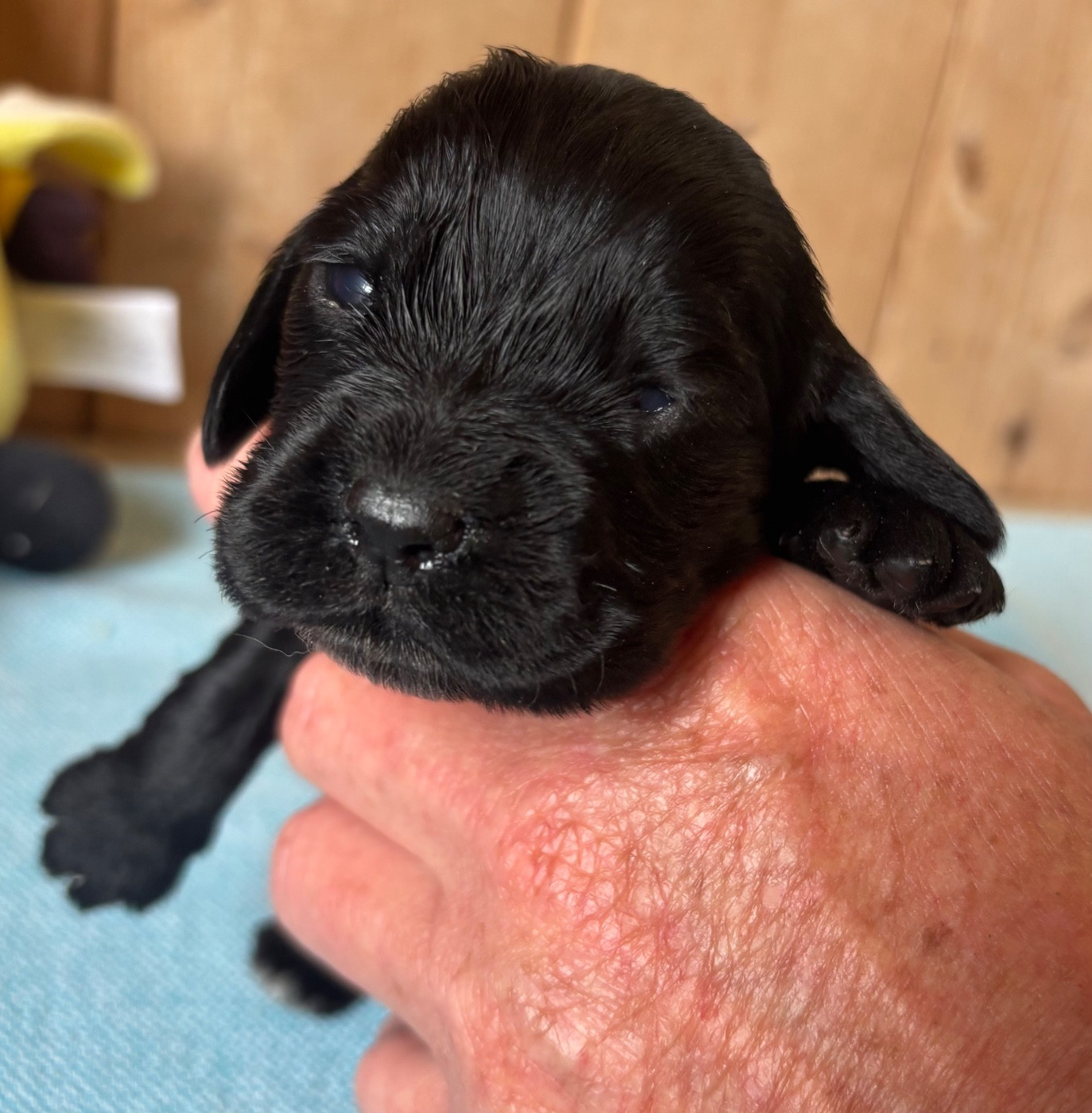 des Etangs de Dame Blanche - Chiots disponibles - Cocker Spaniel Anglais