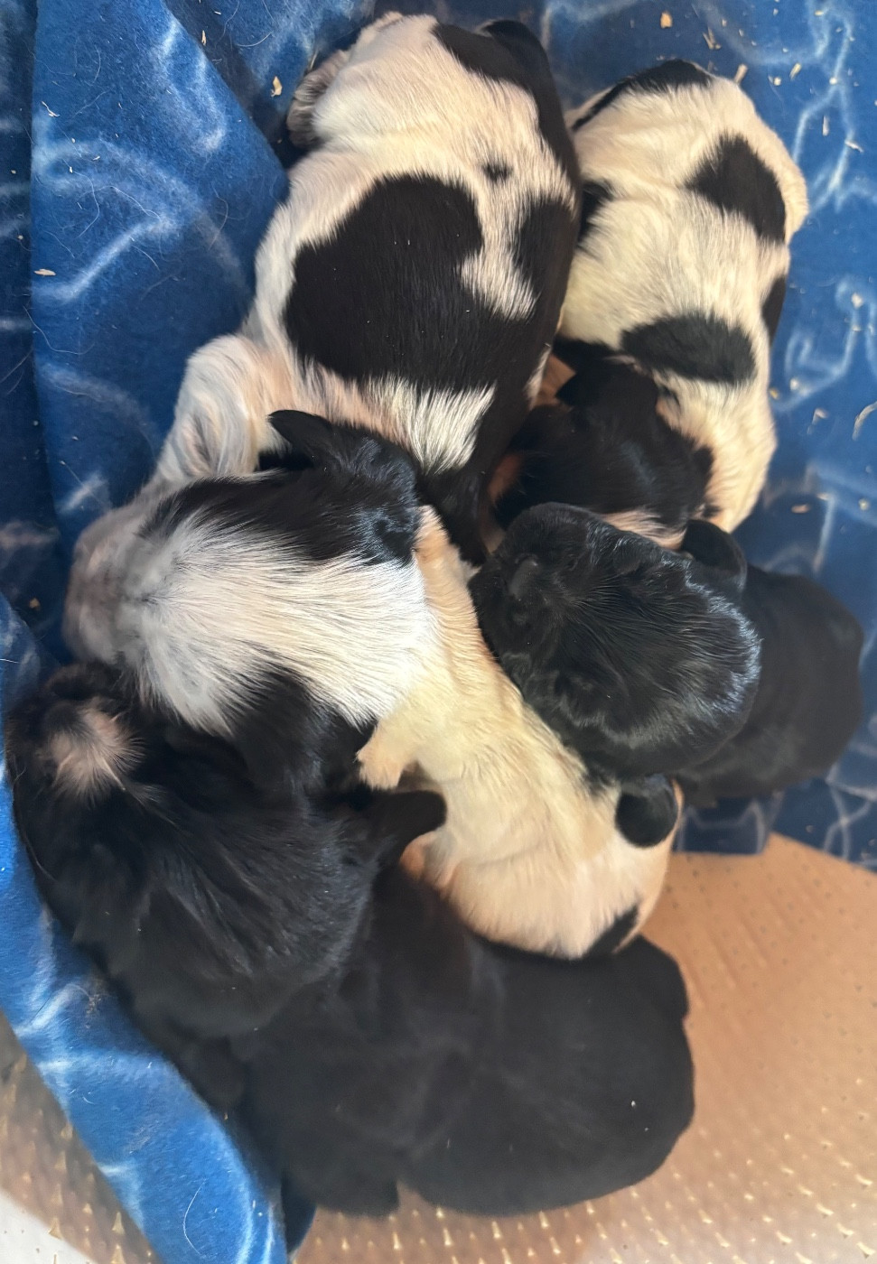 Chiot Cocker Spaniel Anglais des Etangs de Dame Blanche