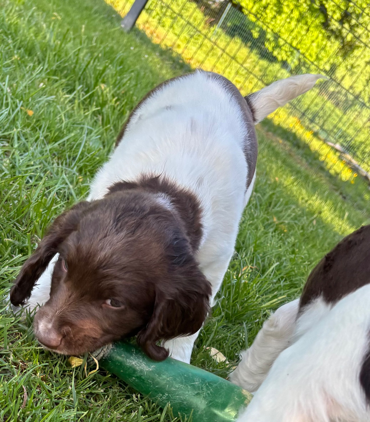 des Etangs de Dame Blanche - Chiots disponibles - English Springer Spaniel