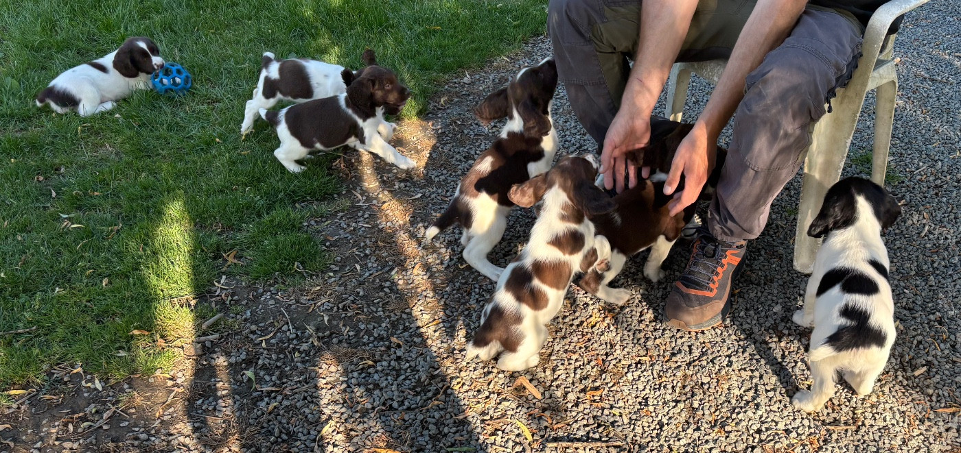 des Etangs de Dame Blanche - English Springer Spaniel - Portée née le 17/03/2026