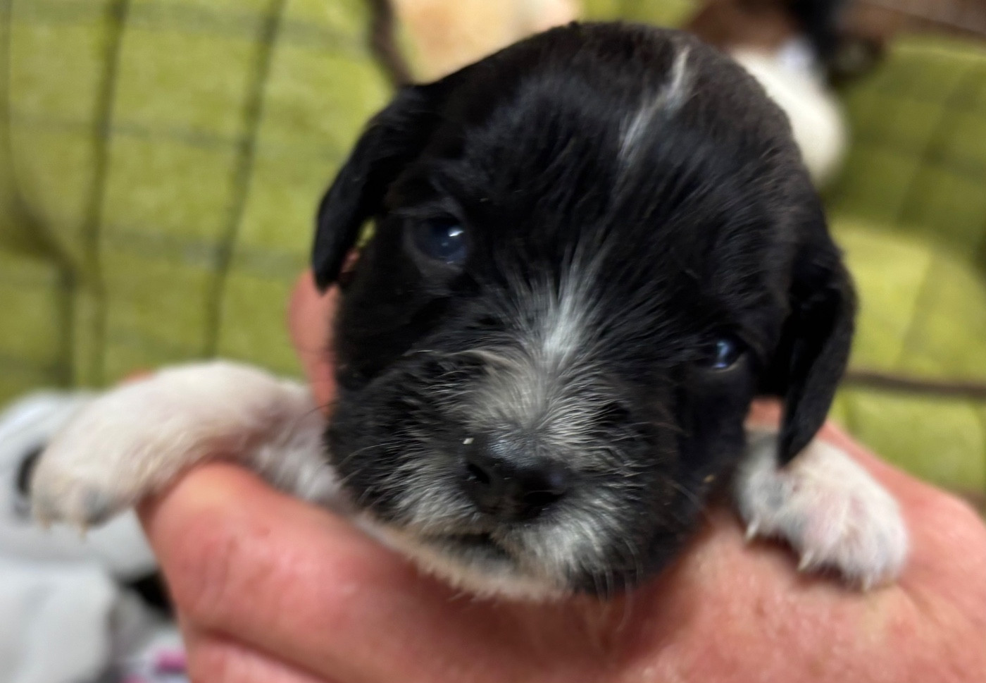 des Etangs de Dame Blanche - Chiots disponibles - English Springer Spaniel
