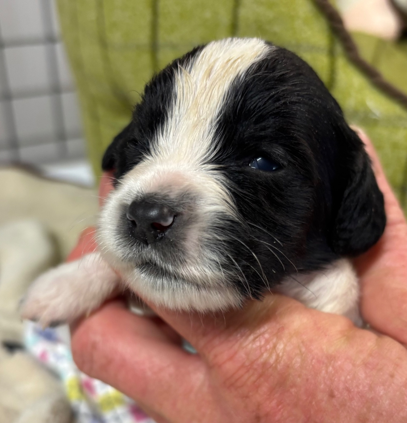 des Etangs de Dame Blanche - Chiots disponibles - English Springer Spaniel