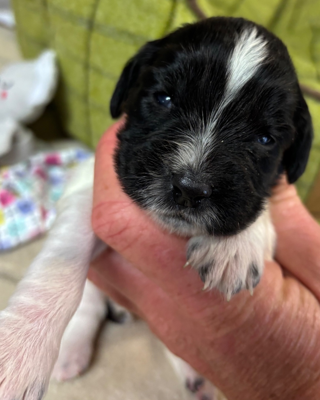 des Etangs de Dame Blanche - Chiots disponibles - English Springer Spaniel