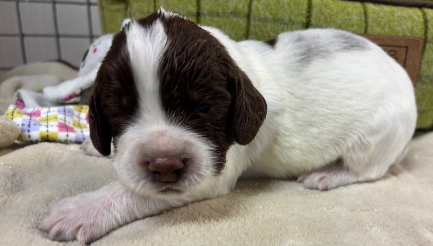 des Etangs de Dame Blanche - Chiots disponibles - English Springer Spaniel