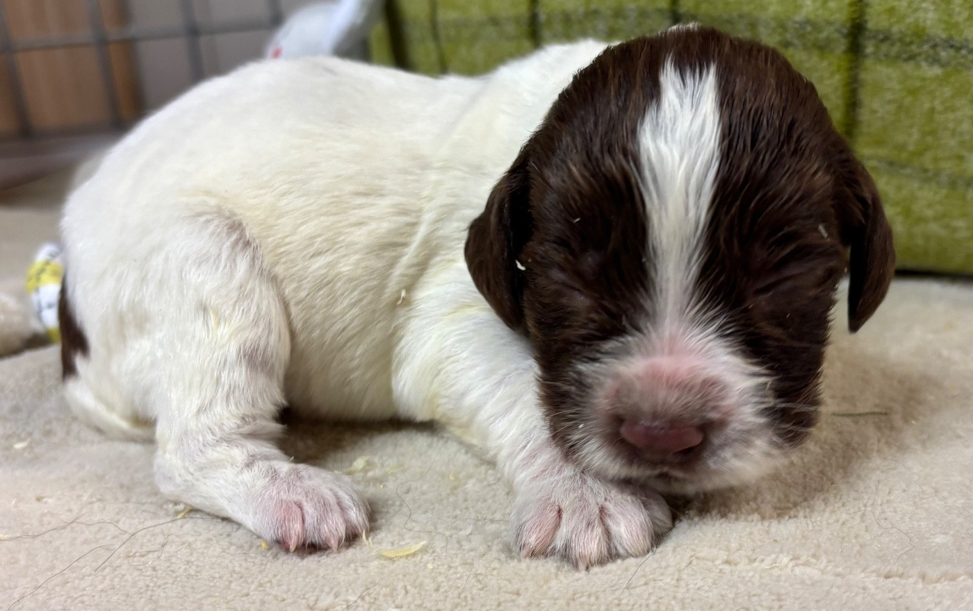 des Etangs de Dame Blanche - Chiots disponibles - English Springer Spaniel