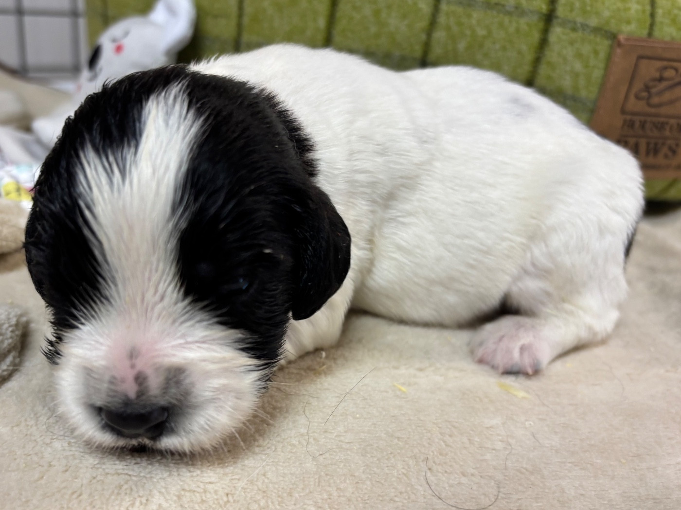 des Etangs de Dame Blanche - Chiots disponibles - English Springer Spaniel