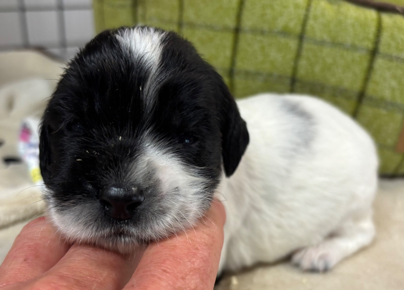 des Etangs de Dame Blanche - Chiots disponibles - English Springer Spaniel