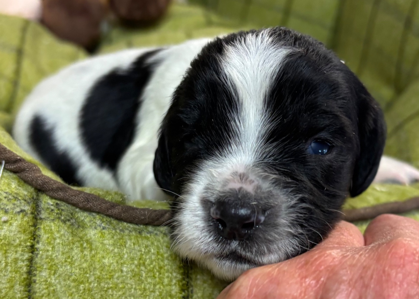 des Etangs de Dame Blanche - Chiots disponibles - English Springer Spaniel