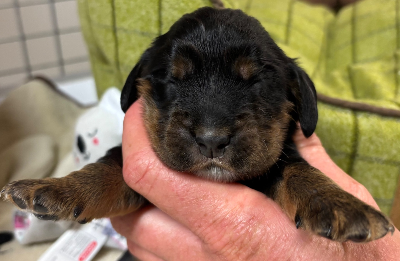 des Etangs de Dame Blanche - Chiots disponibles - Cocker Spaniel Anglais