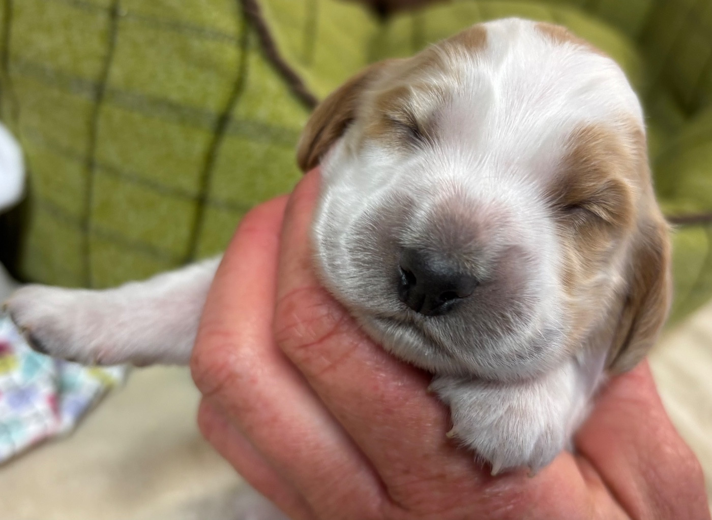 des Etangs de Dame Blanche - Chiots disponibles - Cocker Spaniel Anglais