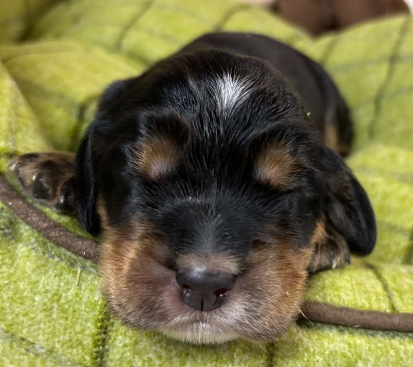 des Etangs de Dame Blanche - Chiots disponibles - Cocker Spaniel Anglais