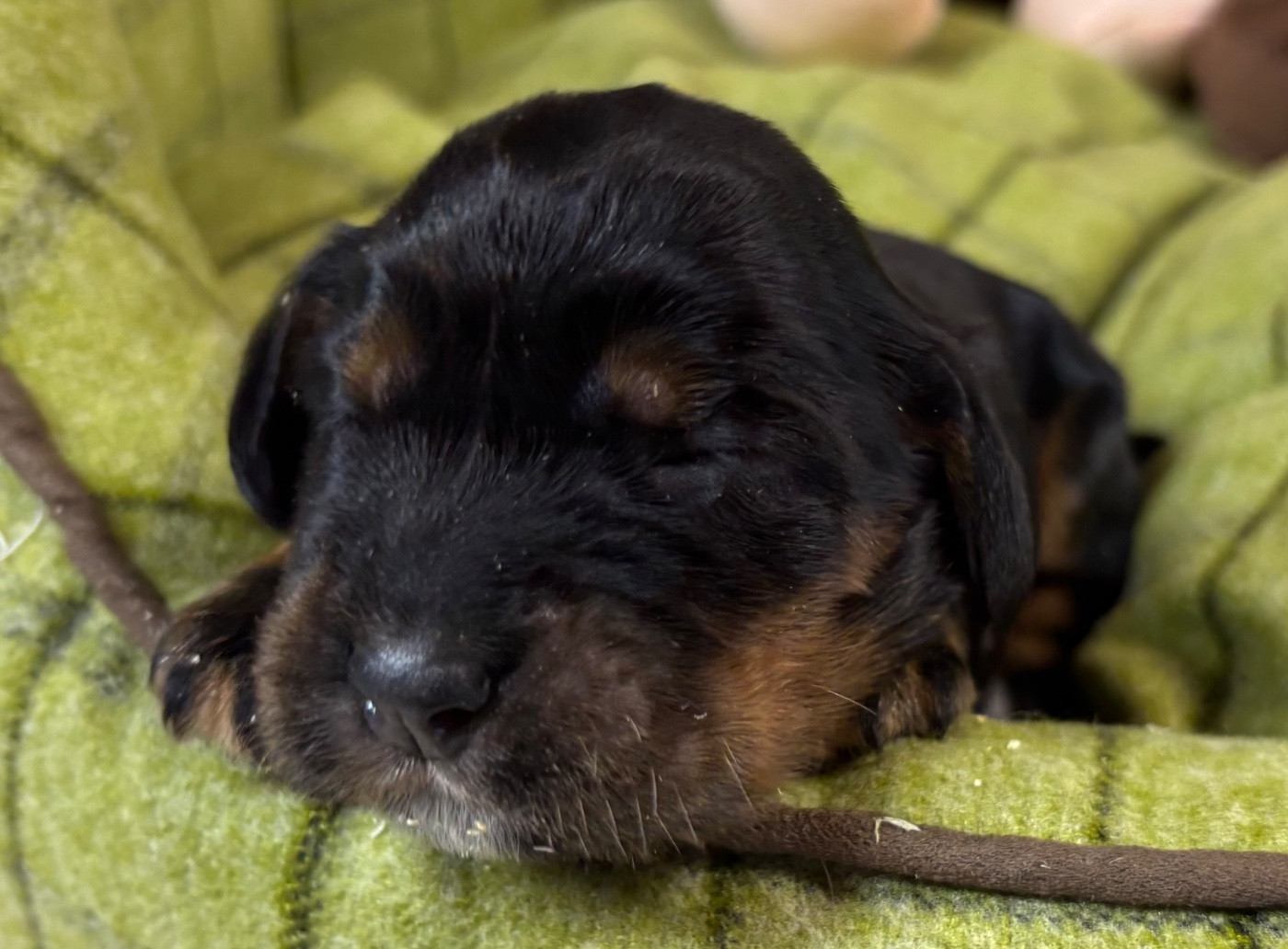 des Etangs de Dame Blanche - Chiots disponibles - Cocker Spaniel Anglais