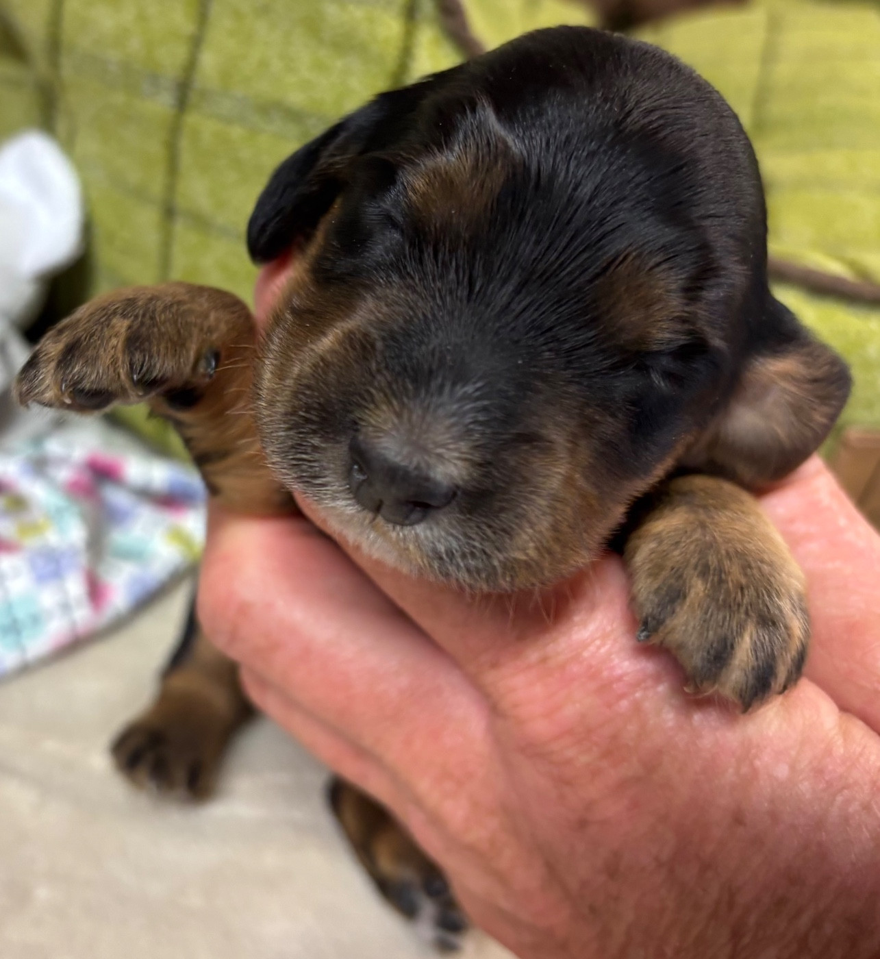 des Etangs de Dame Blanche - Chiots disponibles - Cocker Spaniel Anglais