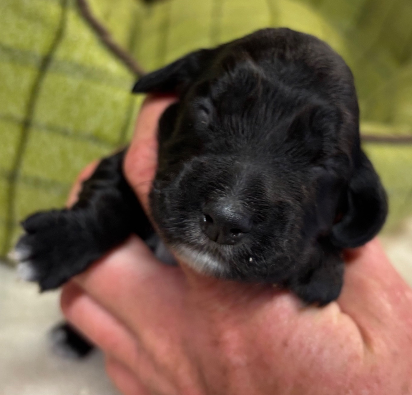 des Etangs de Dame Blanche - Chiots disponibles - Cocker Spaniel Anglais