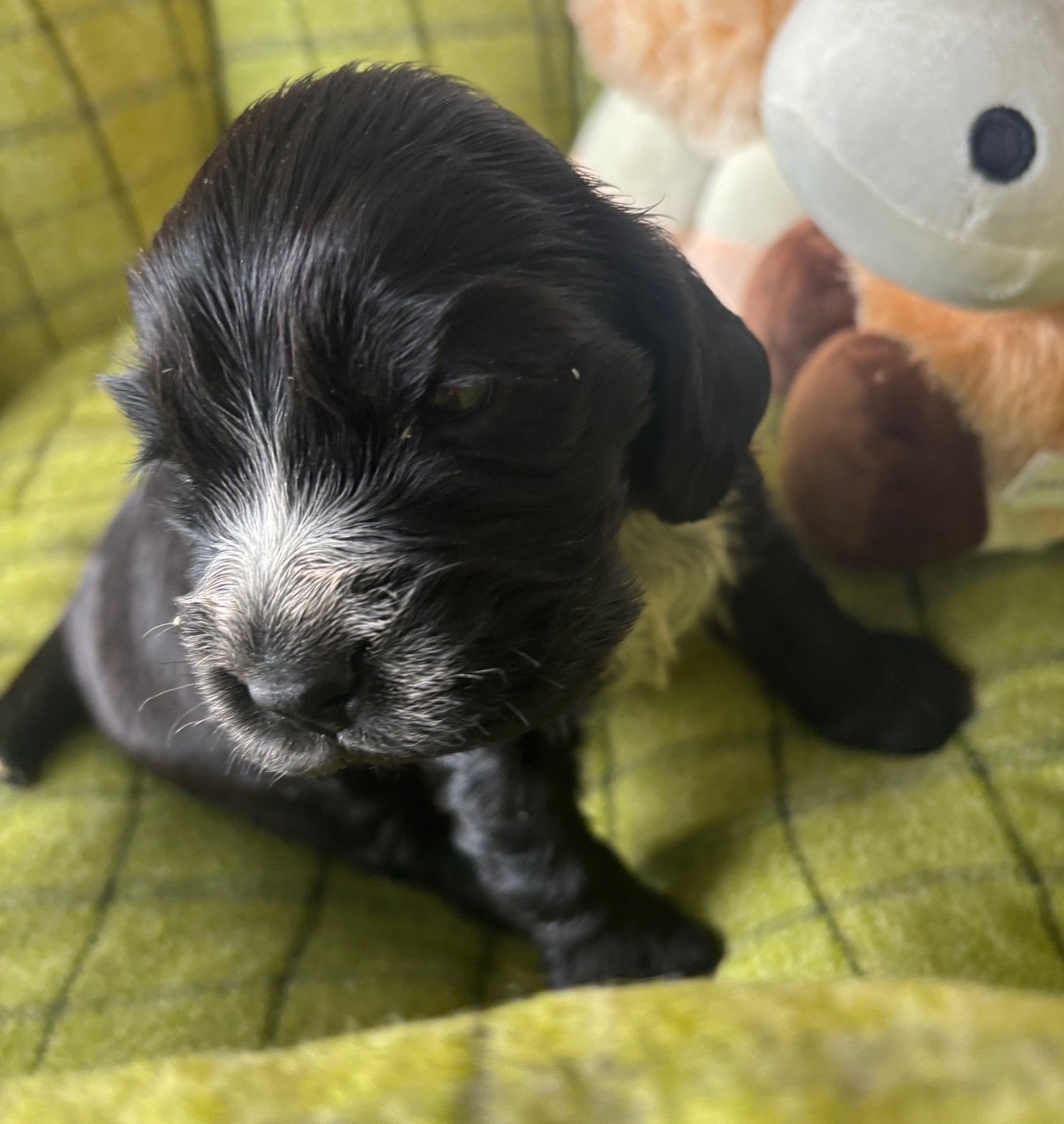 des Etangs de Dame Blanche - Chiots disponibles - Cocker Spaniel Anglais
