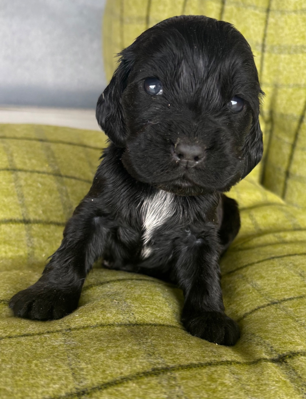 des Etangs de Dame Blanche - Chiots disponibles - Cocker Spaniel Anglais