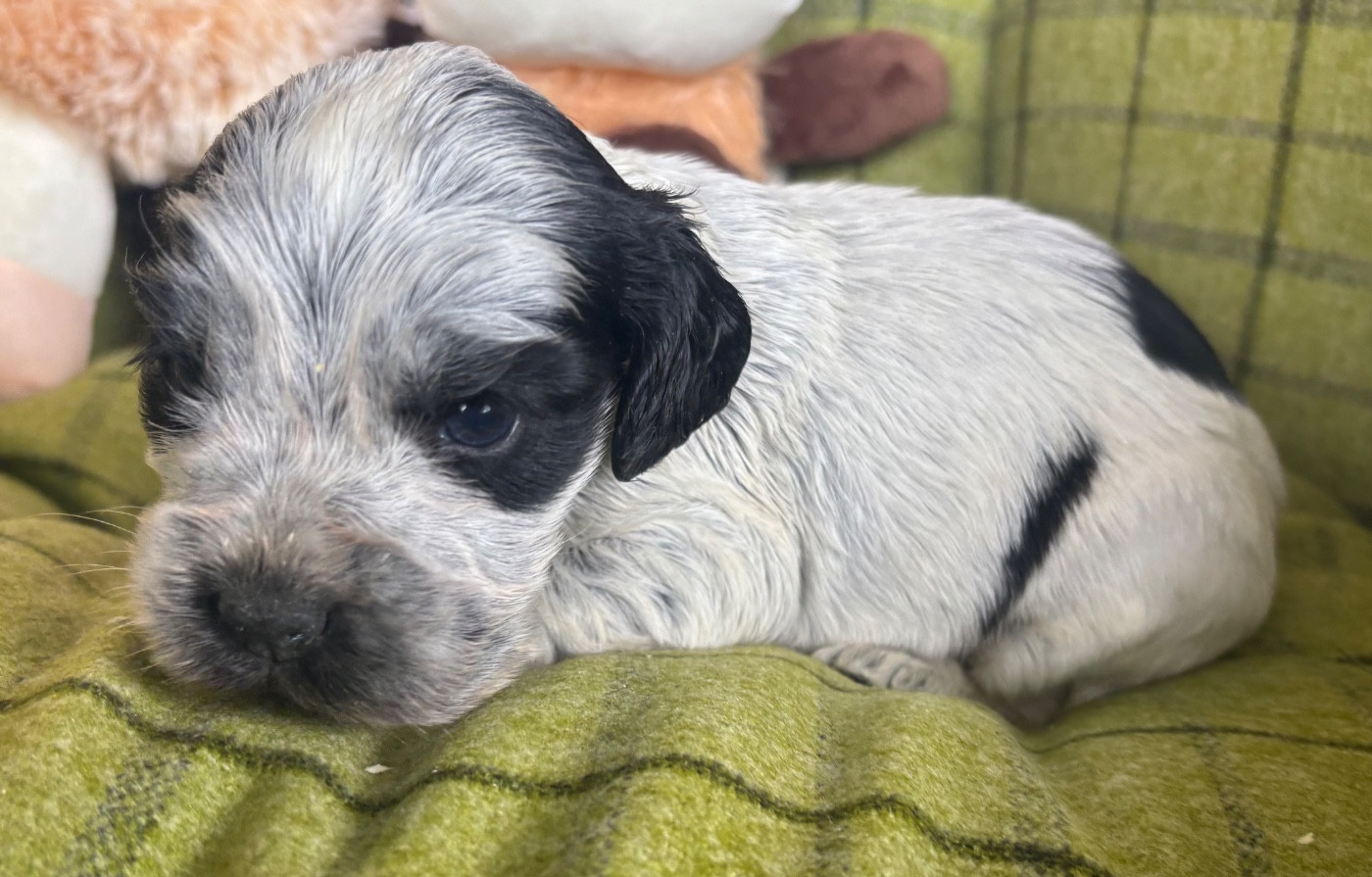 des Etangs de Dame Blanche - Chiots disponibles - Cocker Spaniel Anglais