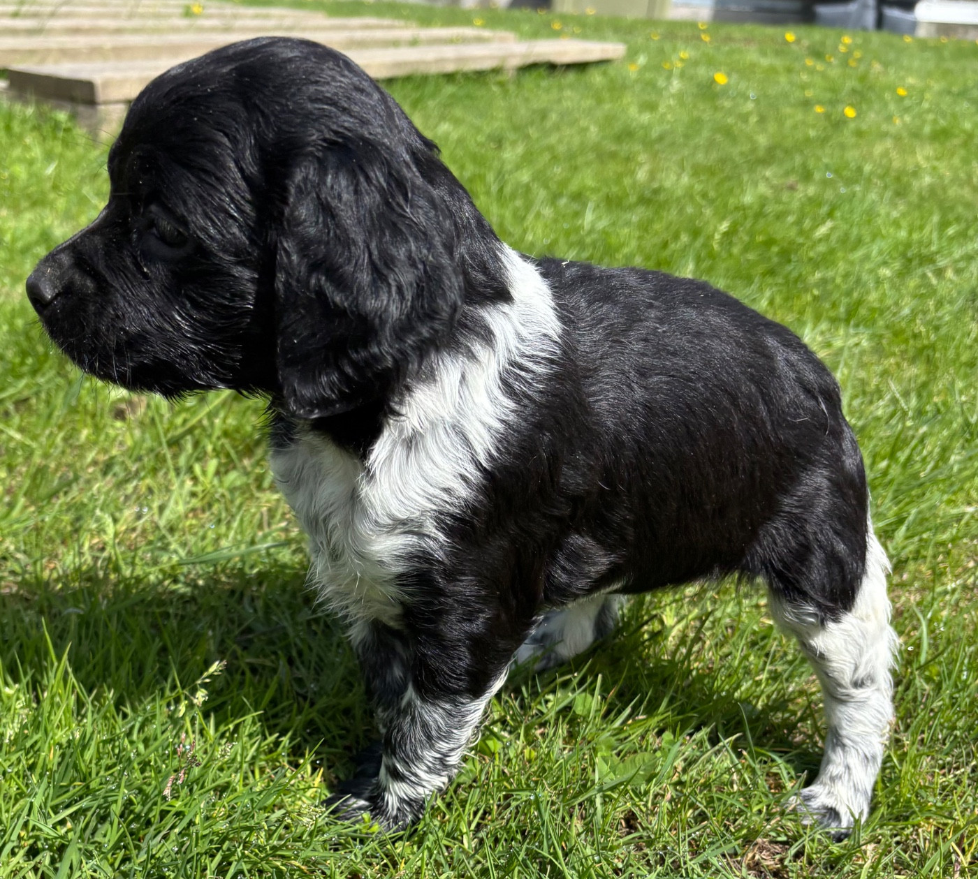 des Etangs de Dame Blanche - Chiots disponibles - Epagneul Breton