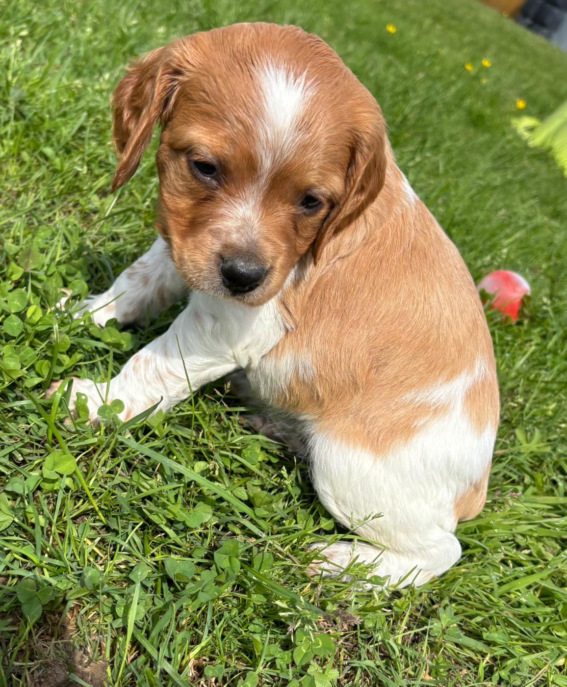 des Etangs de Dame Blanche - Chiots disponibles - Epagneul Breton