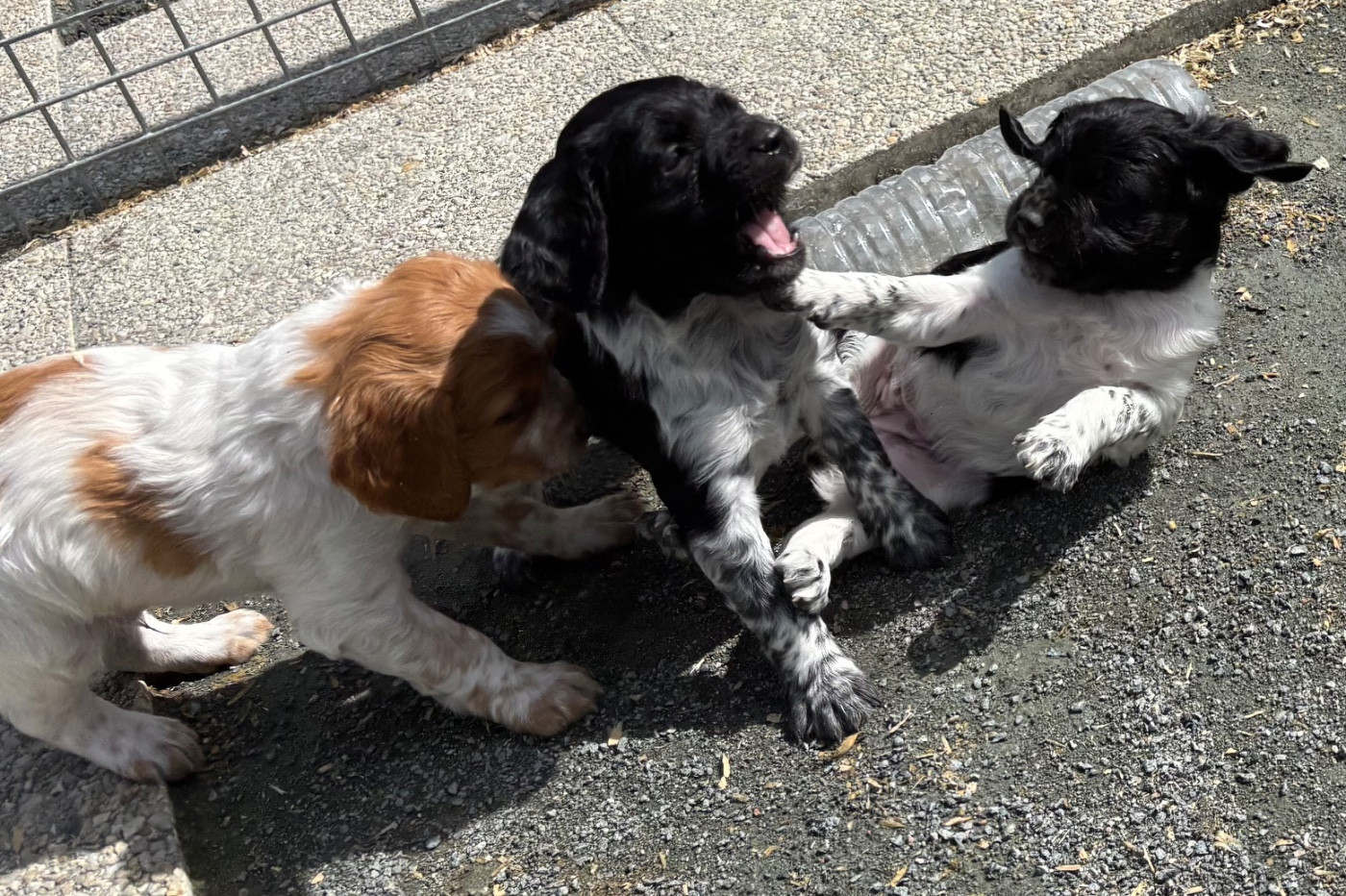 Chiot Epagneul Breton des Etangs de Dame Blanche