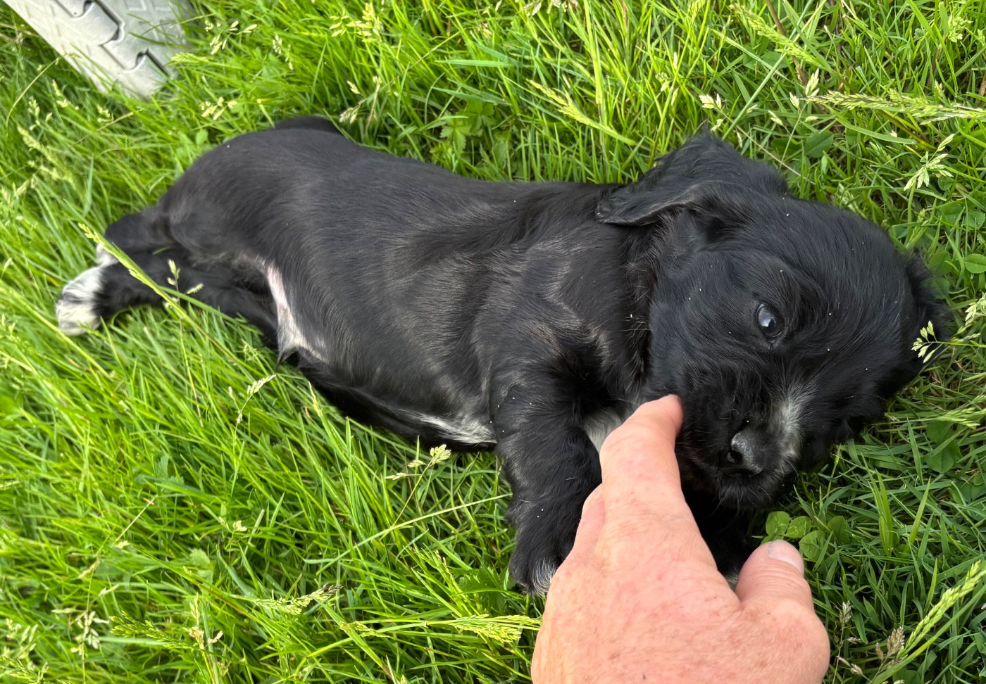 des Etangs de Dame Blanche - Chiots disponibles - Cocker Spaniel Anglais