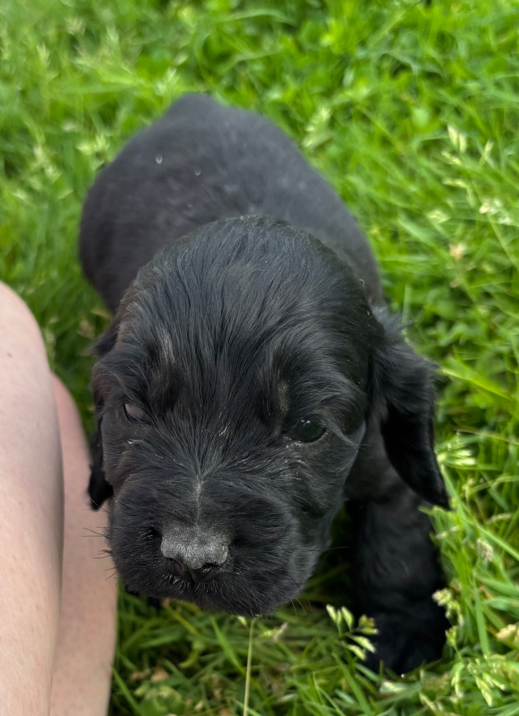 des Etangs de Dame Blanche - Chiots disponibles - Cocker Spaniel Anglais