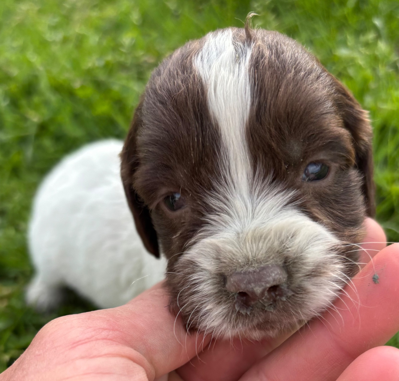 des Etangs de Dame Blanche - Chiots disponibles - English Springer Spaniel