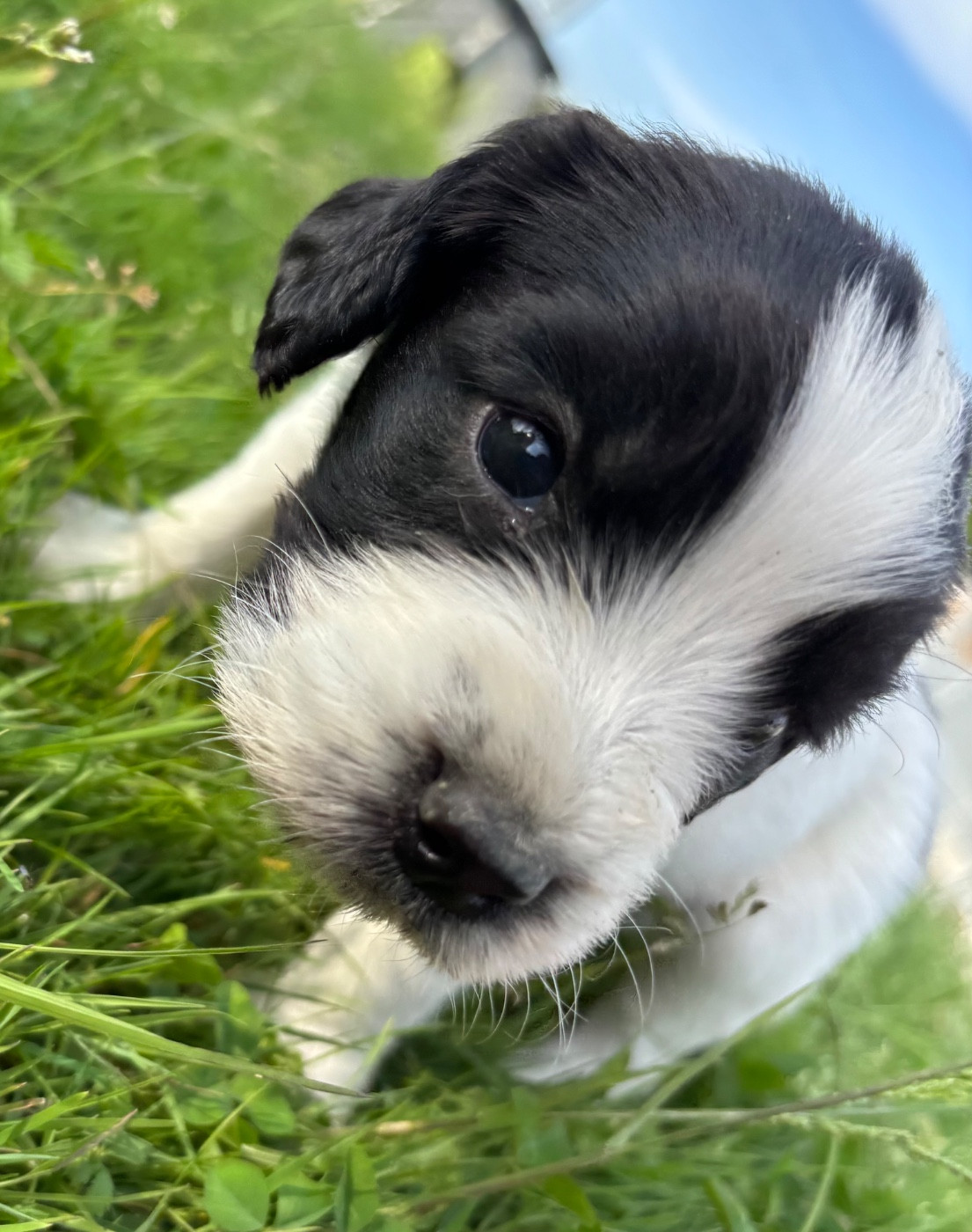 des Etangs de Dame Blanche - Chiots disponibles - English Springer Spaniel