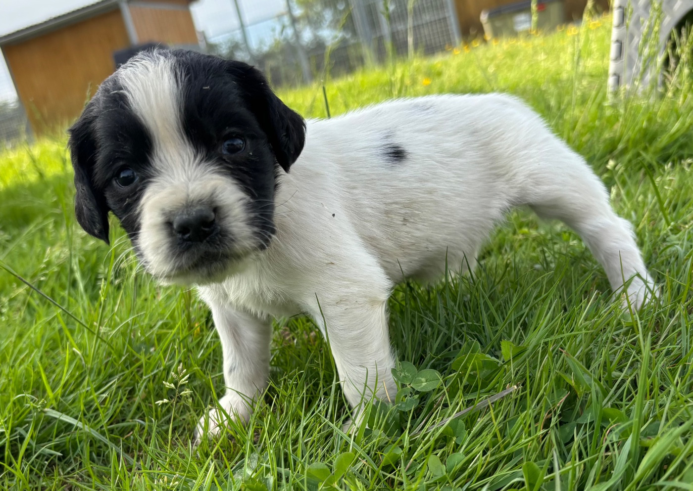 des Etangs de Dame Blanche - Chiots disponibles - English Springer Spaniel