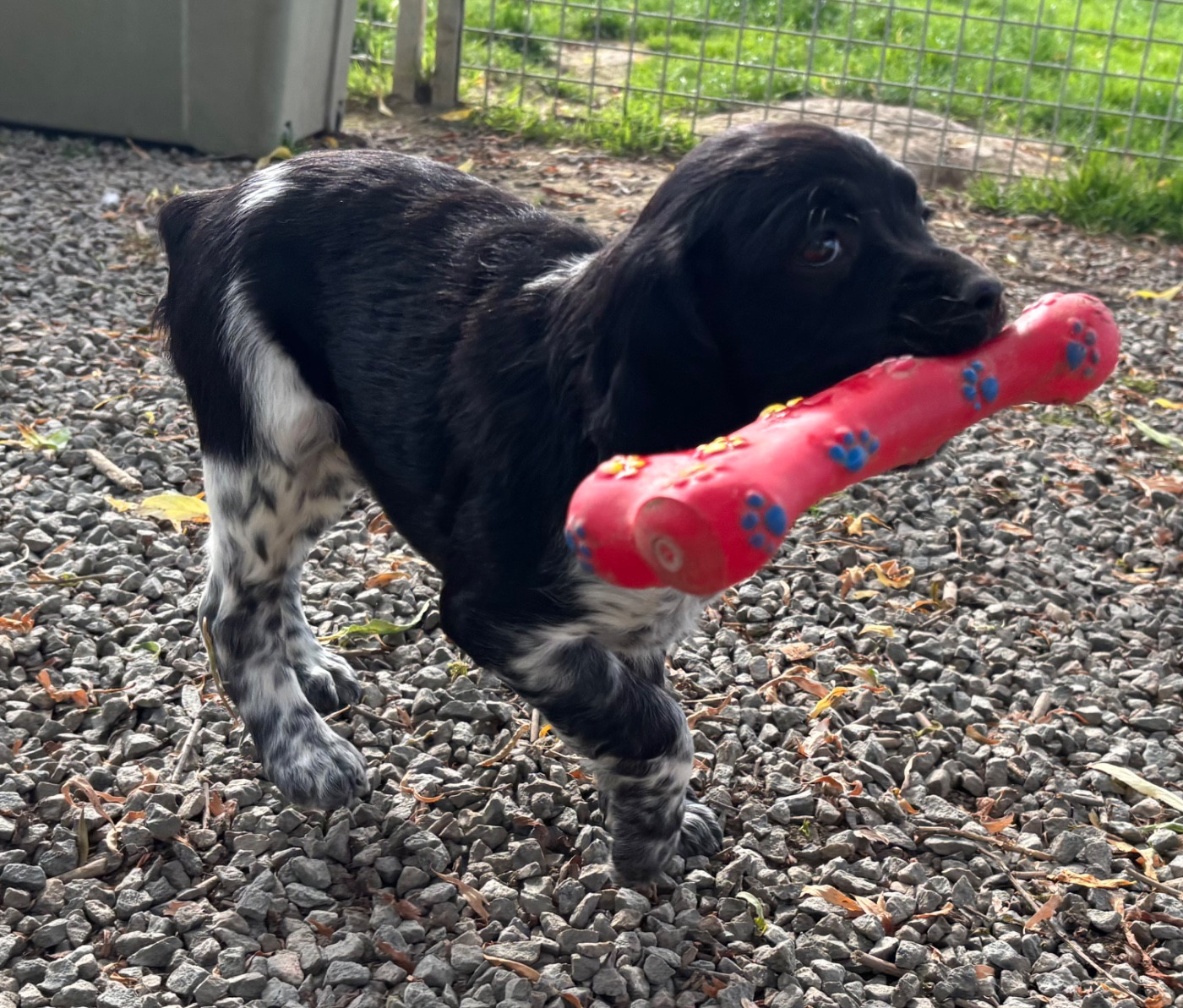 des Etangs de Dame Blanche - Chiots disponibles - Epagneul Breton