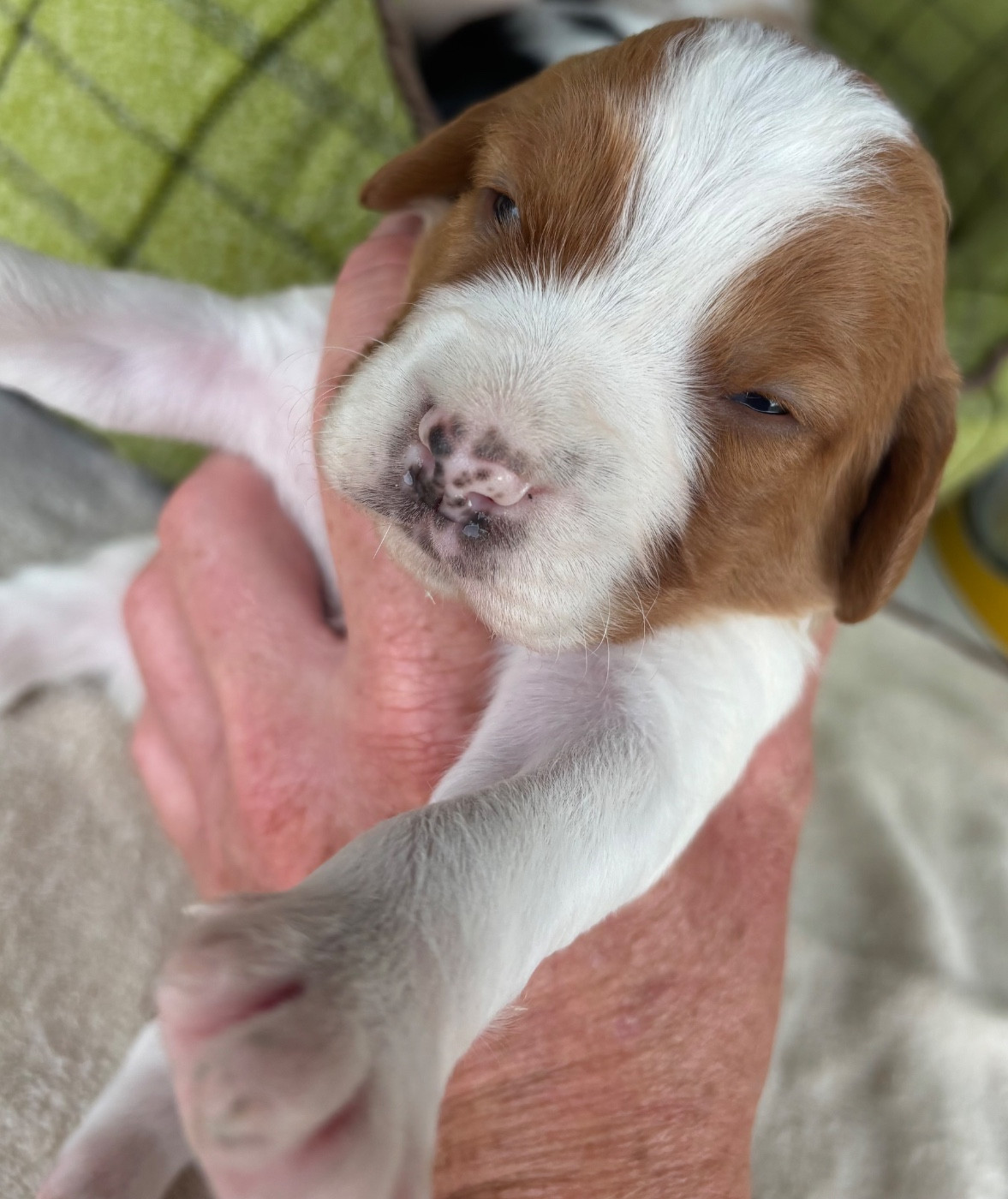 des Etangs de Dame Blanche - Chiots disponibles - Epagneul Breton