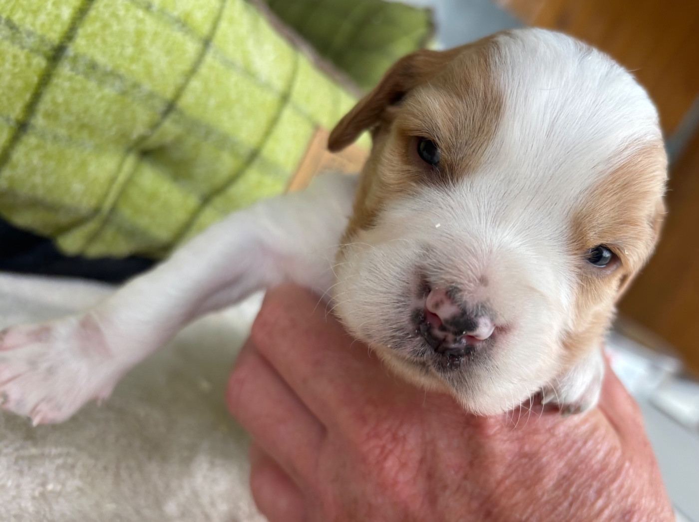 des Etangs de Dame Blanche - Chiots disponibles - Epagneul Breton