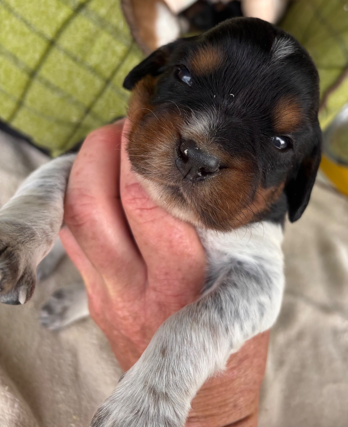 des Etangs de Dame Blanche - Chiots disponibles - Epagneul Breton