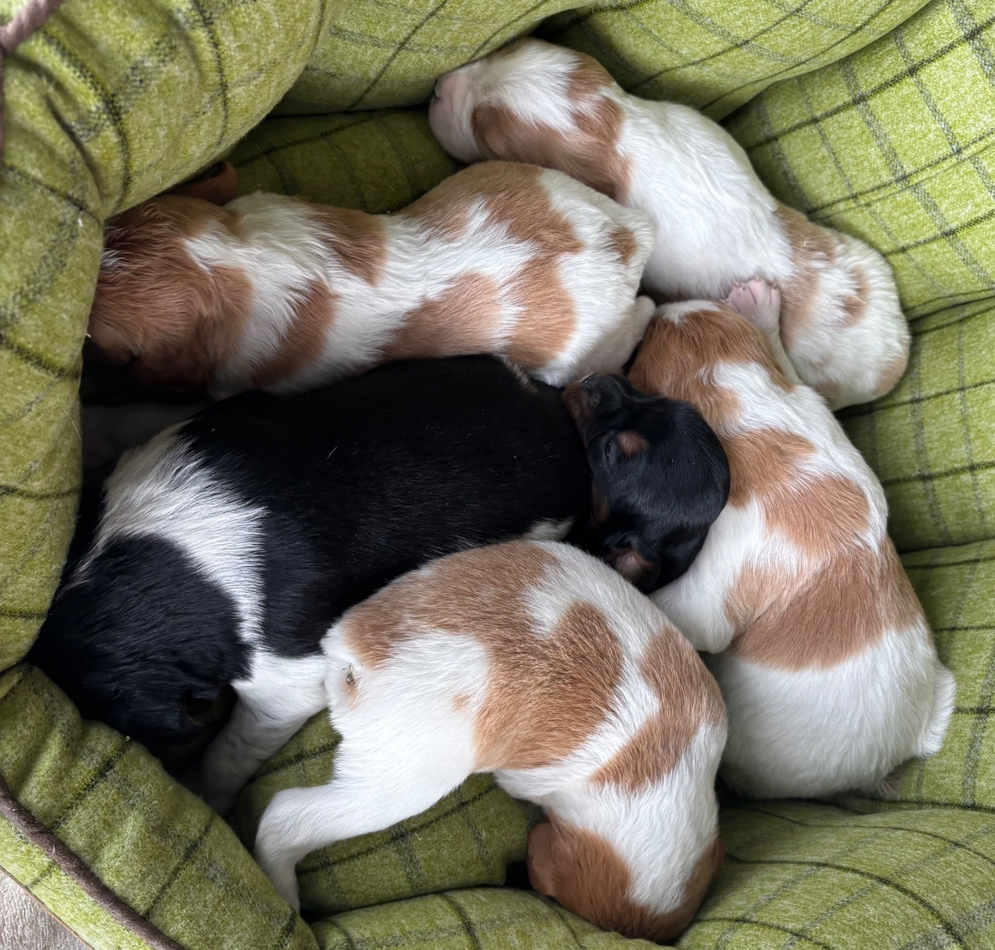 Chiot Epagneul Breton des Etangs de Dame Blanche