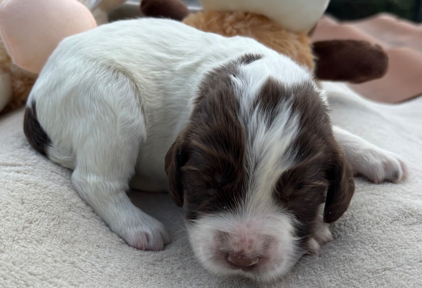 des Etangs de Dame Blanche - Chiots disponibles - English Springer Spaniel