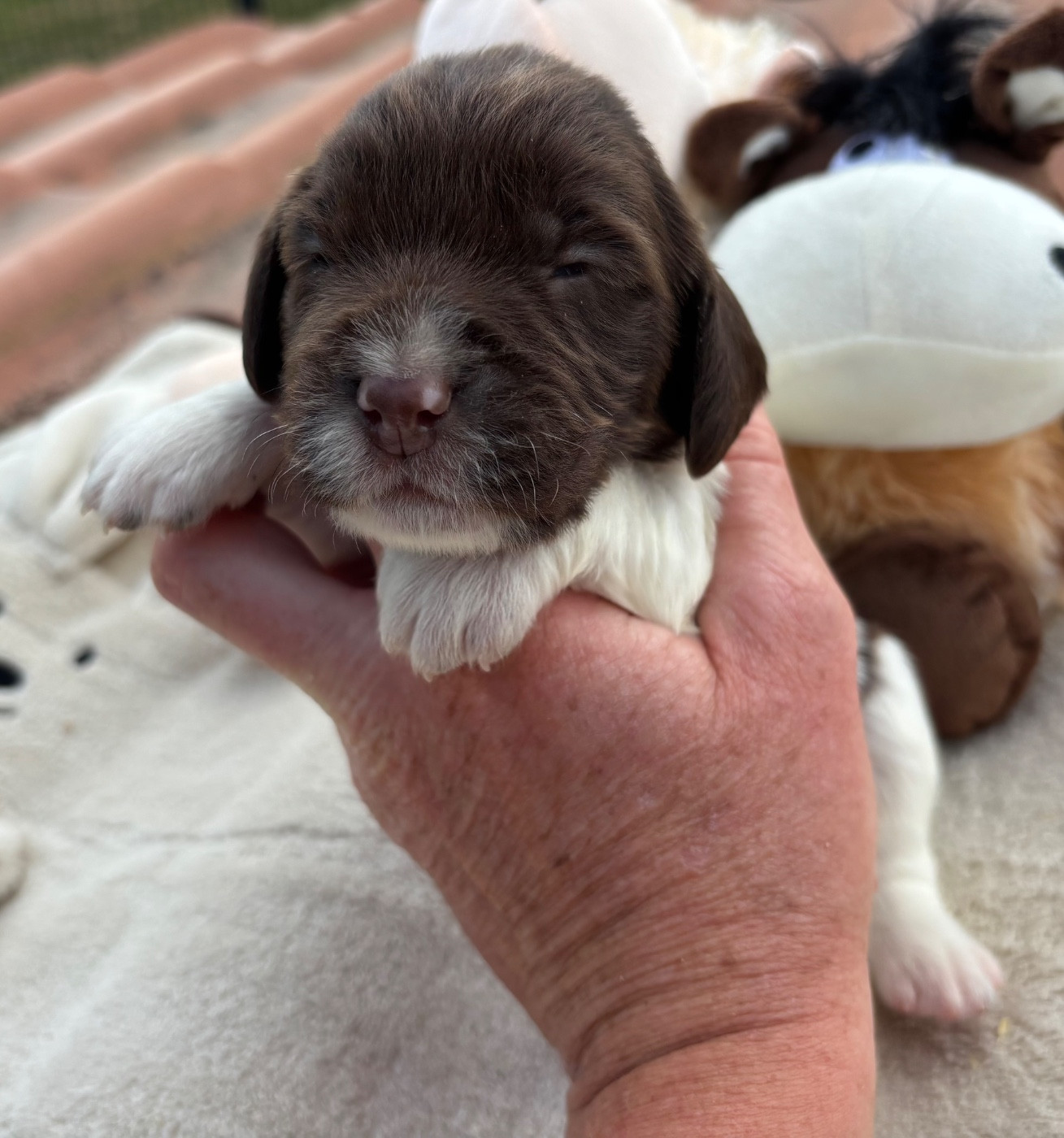 des Etangs de Dame Blanche - Chiots disponibles - English Springer Spaniel