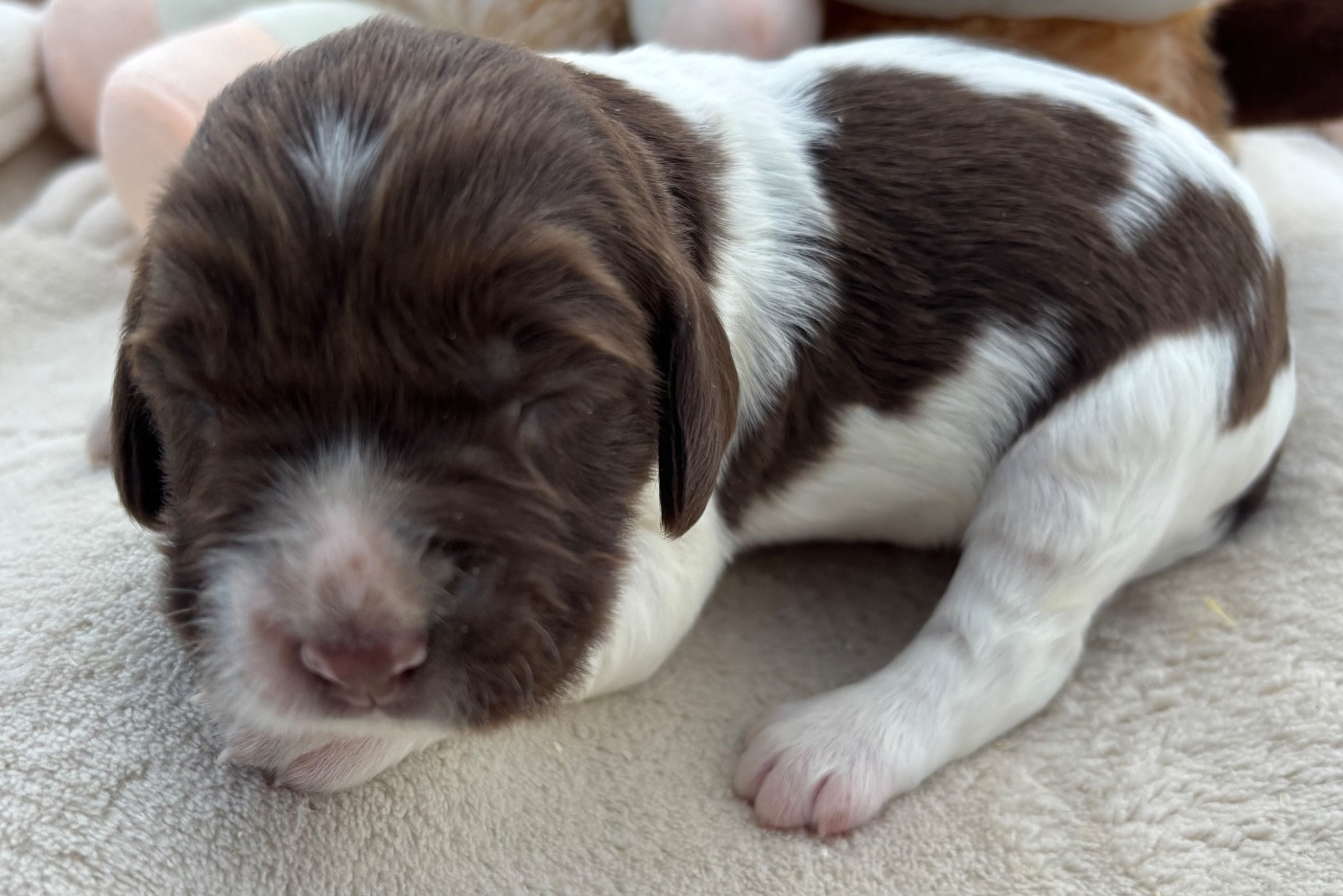 des Etangs de Dame Blanche - Chiots disponibles - English Springer Spaniel